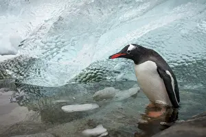 Cuverville: Antarctica, Cuverville Island, Gentoo Penguin