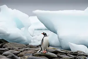 Cuverville: Antarctica, Cuverville Island, Gentoo Penguin