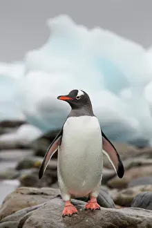 Cuverville: Antarctica, Cuverville Island, Gentoo Penguin