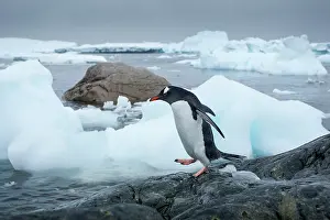 Cuverville: Antarctica, Cuverville Island, Gentoo Penguin