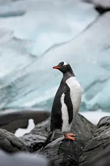 Cuverville: Antarctica, Cuverville Island, Gentoo Penguin