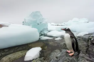 Cuverville: Antarctica, Cuverville Island, Gentoo Penguin