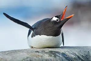 Cuverville: Antarctica, Cuverville Island, Gentoo Penguin