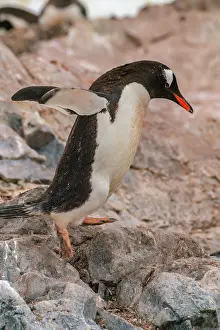 Leaping: Antarctica, Cuverville Island. Gentoo penguin jumping on
