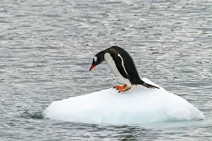 Iceberg: Antarctica, Cuverville Island. Gentoo penguin on small