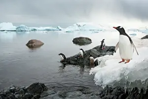 Ronge: Antarctica, Cuverville Island, Gentoo Penguins