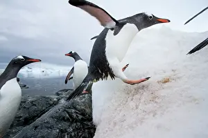 Cuverville: Antarctica, Cuverville Island, Gentoo Penguins
