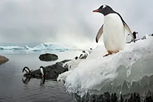 Ronge: Antarctica, Cuverville Island, Gentoo Penguins