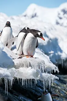 Ronge: Antarctica, Cuverville Island, Gentoo Penguins