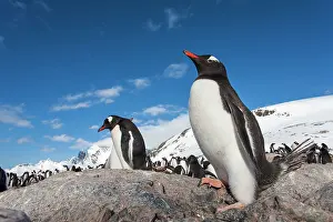Peace: Antarctica, Cuverville Island, Gentoo Penguins