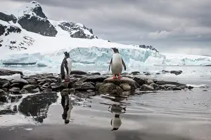 Gentoo: Antarctica, Cuverville Island, Gentoo Penguins
