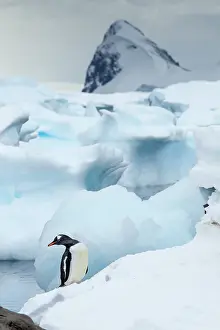 Gentoo: Antarctica, Cuverville Island, Gentoo Penguins