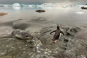 Ambush: Antarctica, Cuverville Island, Leopard Seal