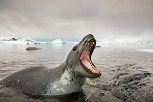 Killer: Antarctica, Cuverville Island, Leopard Seal