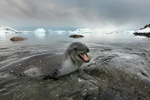 Ambush: Antarctica, Cuverville Island, Leopard Seal
