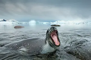 Gentoo: Antarctica, Cuverville Island, Leopard Seal