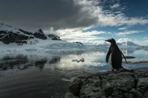 Gentoo: Antarctica, Cuverville Island, Silhouette