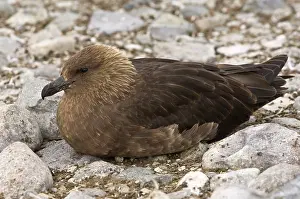Skua: Antarctica, Cuverville Island. Skua gull