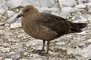 Skua: Antarctica, Cuverville Island. Skua gull
