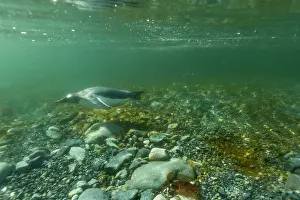 Gentoo: Antarctica, Cuverville Island, Underwater