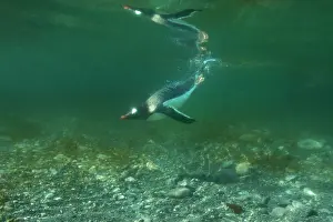 Gentoo: Antarctica, Cuverville Island, Underwater