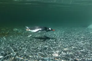 Gentoo: Antarctica, Cuverville Island, Underwater