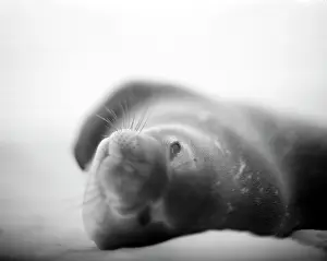 Deception: Antarctica, Deception Island, Blurred black