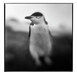 Deception: Antarctica, Deception Island, Blurred black