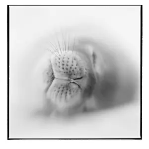 Peace: Antarctica, Deception Island, Blurred black