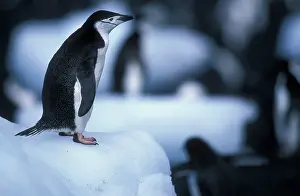 Deception: Antarctica, Deception Island, Chinstrap
