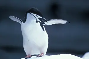 Deception: Antarctica, Deception Island, Chinstrap