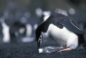 Commerce: Antarctica, Deception Island, Chinstrap penguin