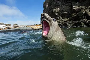Leonina: Antarctica, Elephant Seal (Mirounga leonina)