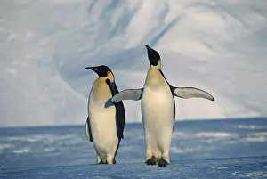 Todd: Antarctica, Emperor Penguins standing in