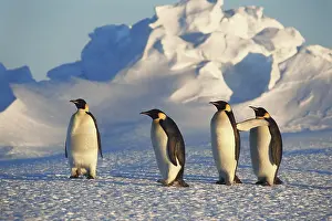 Todd: Antarctica, Emperor Penguins walking on