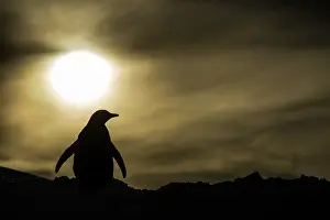 Gentoo: Antarctica, Enterprise Island, Silhouette