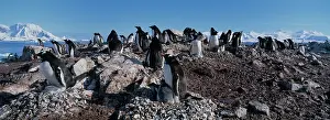 Cuverville: Antarctica, Gentoo Penguin (Pygoscelis papua)