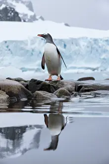 Gentoo: Antarctica, Gentoo Penguin (Pygoscelis papua)
