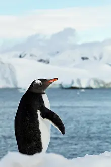 Gentoo: Antarctica, Gentoo Penguin (Pygoscelis papua)