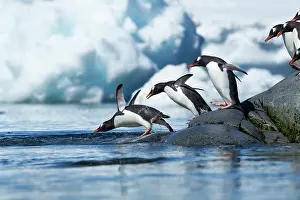Marching: Antarctica, Gentoo Penguins (Pygoscelis