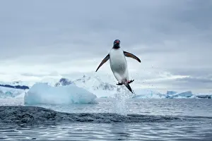 Gentoo: Antarctica, Gentoo Penguins(Pygoscelis papua)