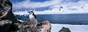 Half: Antarctica, Half Moon Island, Chinstrap