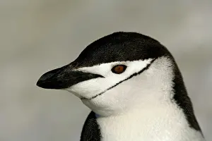 Morris: Antarctica, Half Moon Island. Close-up of