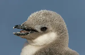 Morris: Antarctica, Half Moon Island. Portrait of