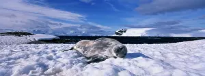 Stare: Antarctica, Half Moon Island, Weddell Seal