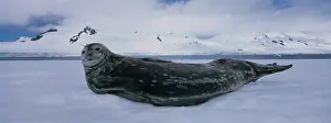 Stare: Antarctica, Half Moon Island, Weddell Seal
