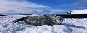 Stare: Antarctica, Half Moon Island, Weddell Seal