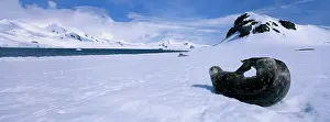Half: Antarctica, Half Moon Island, Weddell Seal