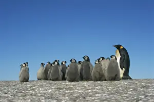 Todd: Antarctica, Herd of Emperor Penguins in