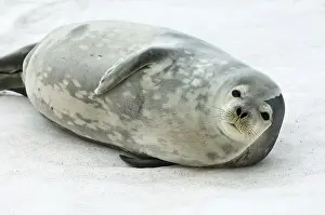George: Antarctica, King George Island. Weddell